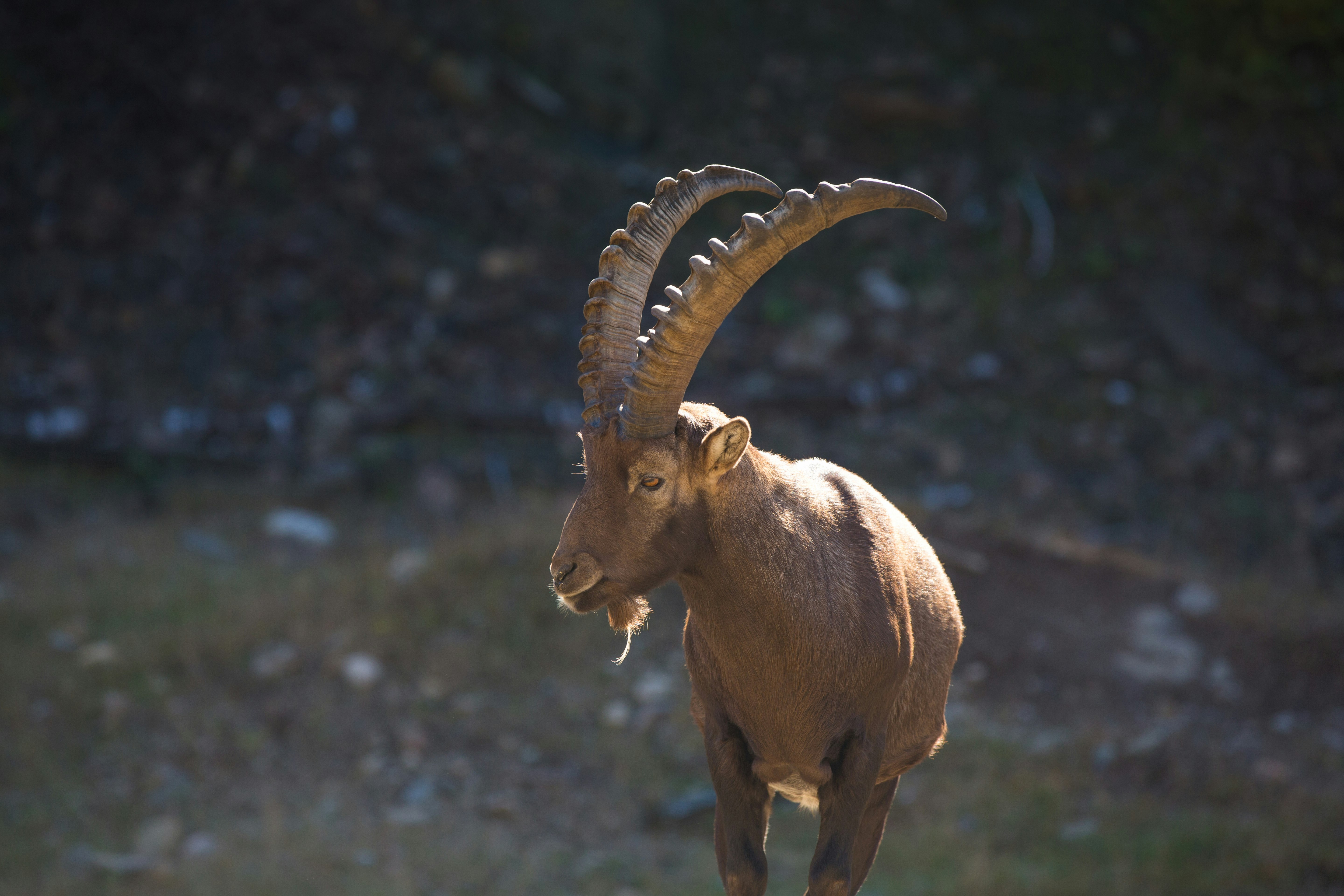 brown mountain goat standing on grass